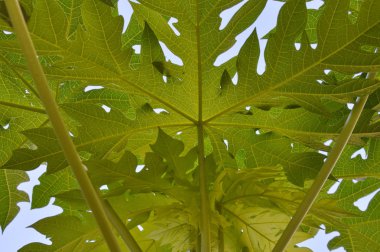 arka bahçe ağacında Papaya