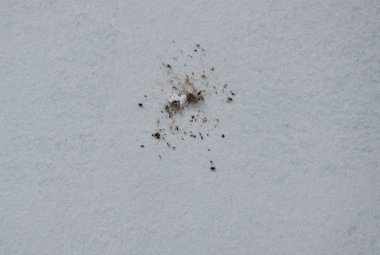 Beyaz duvardaki örümcek ağı içinde böcek leşleri