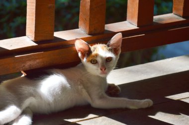 ahşap Teras üzerinde yavru kedi