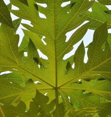 arka bahçe ağacında Papaya