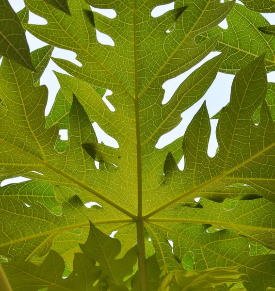 arka bahçe ağacında Papaya