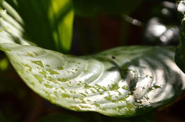 Goccia d'acqua sulla foglia al mattino — Foto Stock