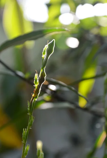 Centipede plant forth leave-buds in backyard garden — Stock Photo, Image