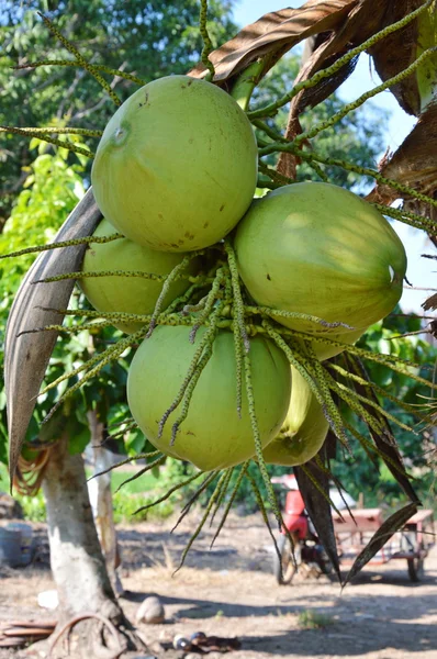 Kokosnuss auf Ast im Garten im Hinterhof — Stockfoto