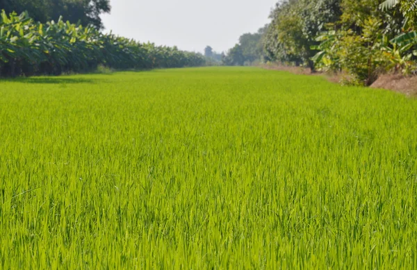 Reisfeld in der thailändischen Landschaft — Stockfoto