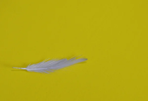 Bird feather on yellow background — Stock Photo, Image