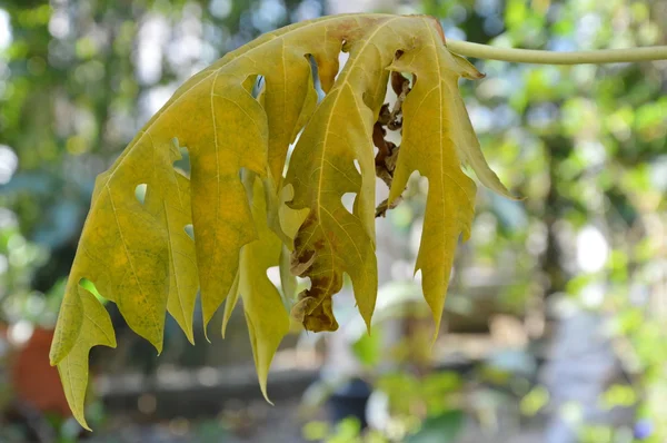 Dry papaya leaf on branch in backyard garden — Stock Photo, Image