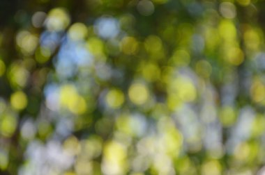 bahçe bitki bulanık arka plan