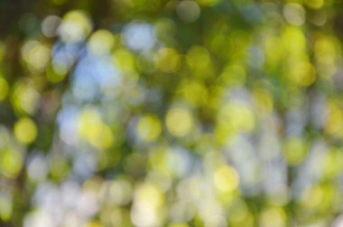 parkta bitkinin bulanık arka plan