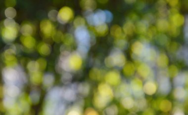 bulanık arka plan ağaç bahçe