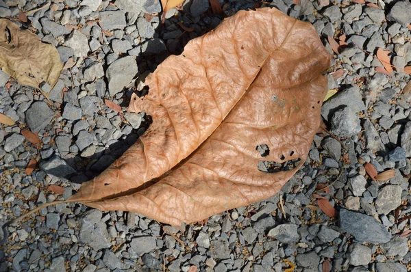 Folha seca caindo no chão — Fotografia de Stock