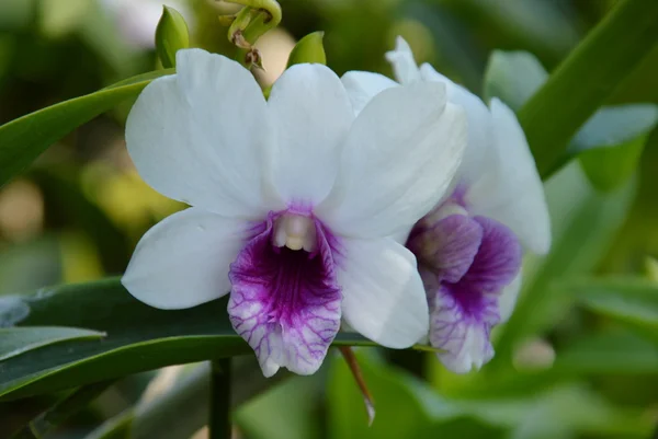 Orchid on branch in the park — Stock Photo, Image