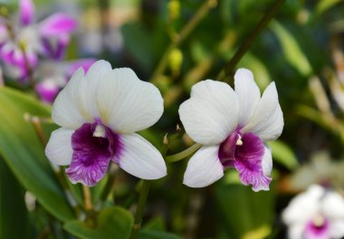 Orkide cins Stadyumu Park Şubesi