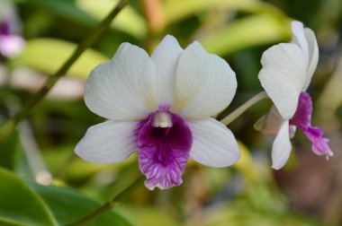 Orkide cins bahçede şube