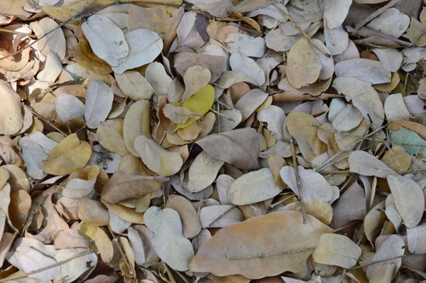 stock image dry leaf falling on the ground