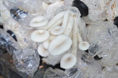 plastik torba arka bahçesinde mantar