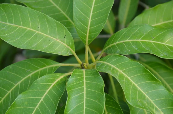 Mango leaf in garden — Stock Photo, Image