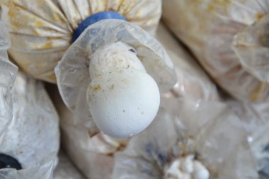 plastik torba arka bahçesinde mantar