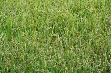 tahıl paddy alanındaki üretmek