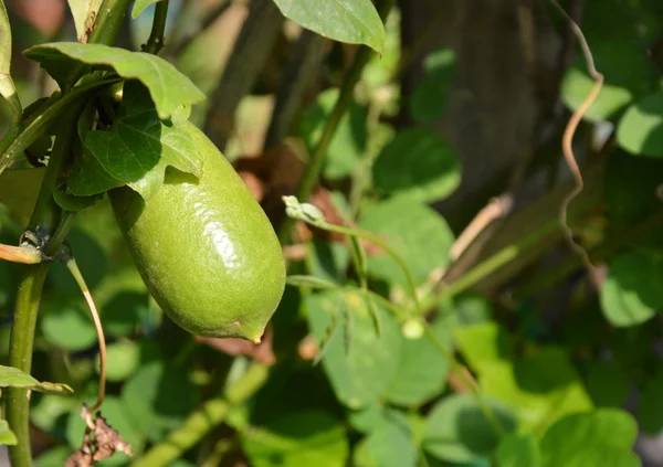 Dedo cal en la rama en el jardín — Foto de Stock