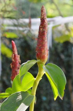 sarmal bayrak tropikal bitki arka bahçe içinde