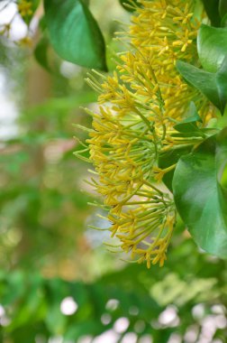 sarı gece bahçede yasemin çiçek açan