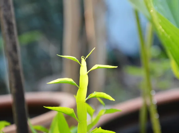 Сороконожка растение в саду утром — стоковое фото