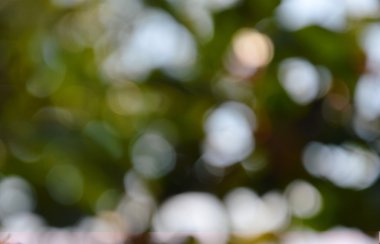 bulanık arka plan ağaç bahçe sabahı