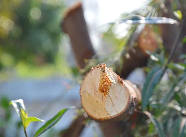 Stump in the garden on morning sunlight — Stock Photo, Image