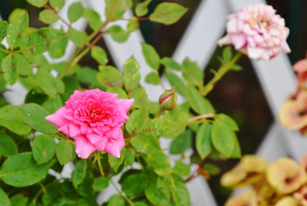 Rosa pigmeu rosa no jardim casa — Fotografia de Stock