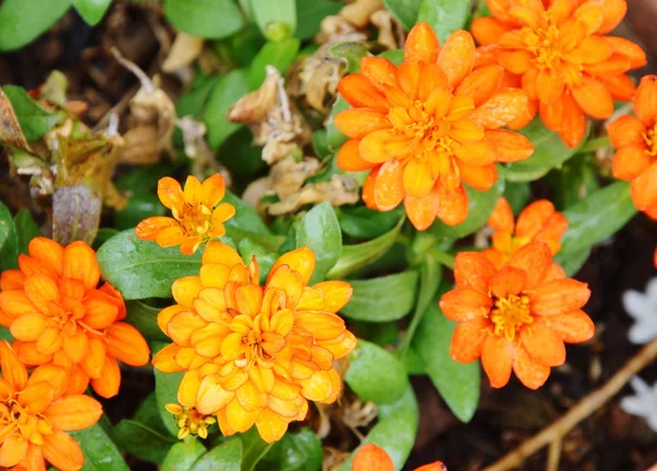 Calendula francese gialla in giardino — Foto Stock