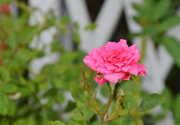 Pink fairy rose in the garden — Stock Photo, Image