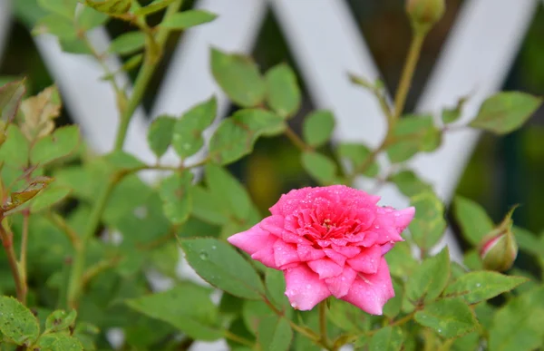 Rosa fada rosa rosa no jardim — Fotografia de Stock