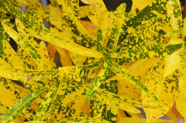 Giardino croton decorare la pianta nel parco — Foto Stock