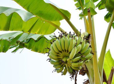 Muz ağacı bahçede üzerinde