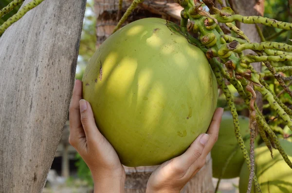 Kokosnuss im Garten — Stockfoto