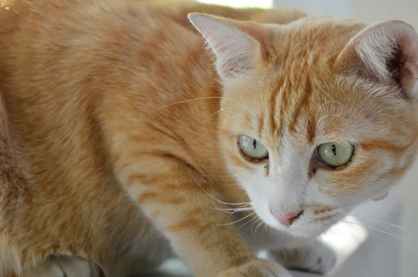 Jengibre gato en casa — Foto de Stock