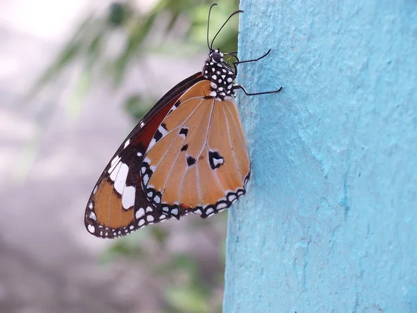 Farfalla appesa sul muro di cemento bianco — Foto Stock