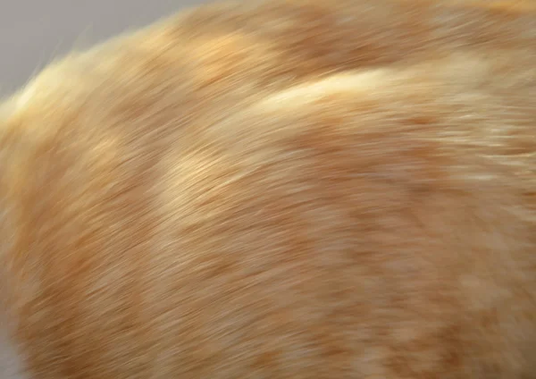 Blurry of ginger cat fur texture — Stock Photo, Image