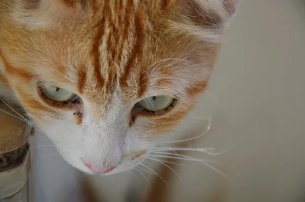 Jengibre gato en casa — Foto de Stock