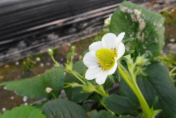 Strawberry flower in close farm — Stock Photo, Image