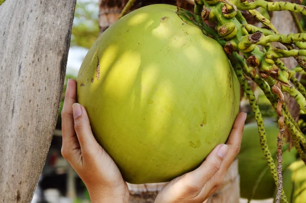 Coco en la mano en el jardín — Foto de Stock