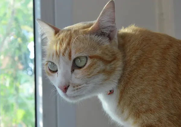 Gato de gengibre perto da janela em casa — Fotografia de Stock