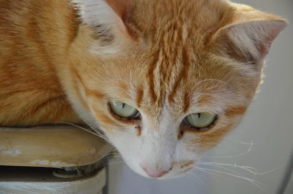 Imbir kot w domu — Zdjęcie stockowe