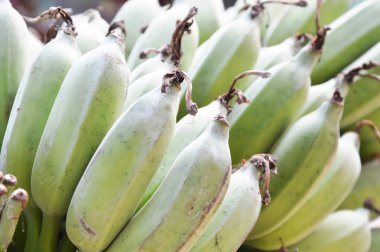 Ham muz bambu masada demet