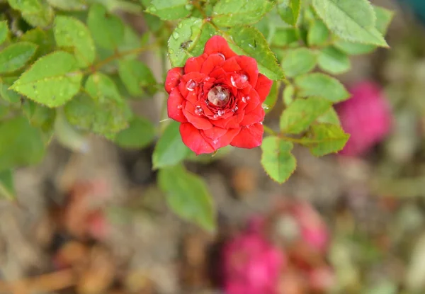 Red fairy rose in garden — Stock Photo, Image