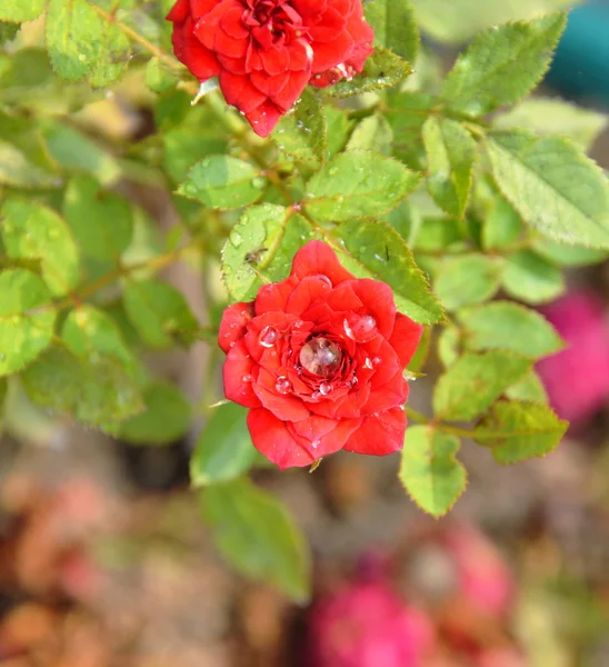 Fada vermelha subiu no jardim — Fotografia de Stock