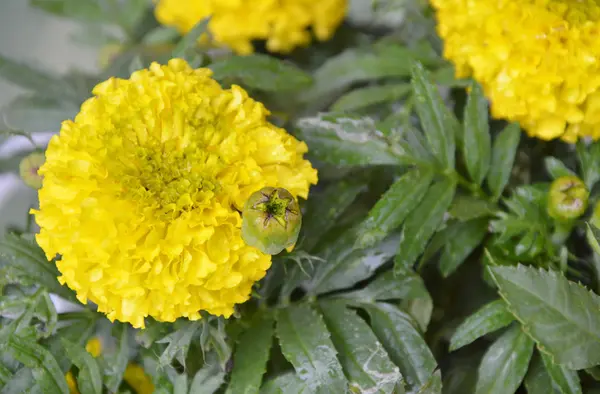 Caléndula en el jardín — Foto de Stock