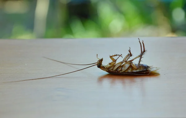 Kakkerlak dood op houten bord in de tuin — Stockfoto