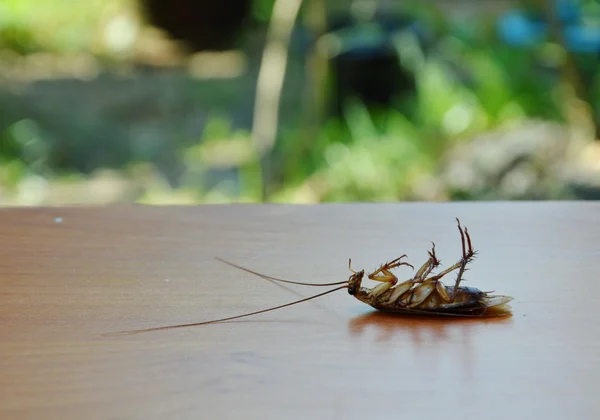 Kakkerlak dood op houten bord in de tuin — Stockfoto